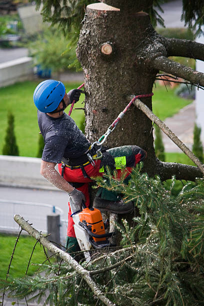 Trusted Deer Park, OH Tree Services Experts